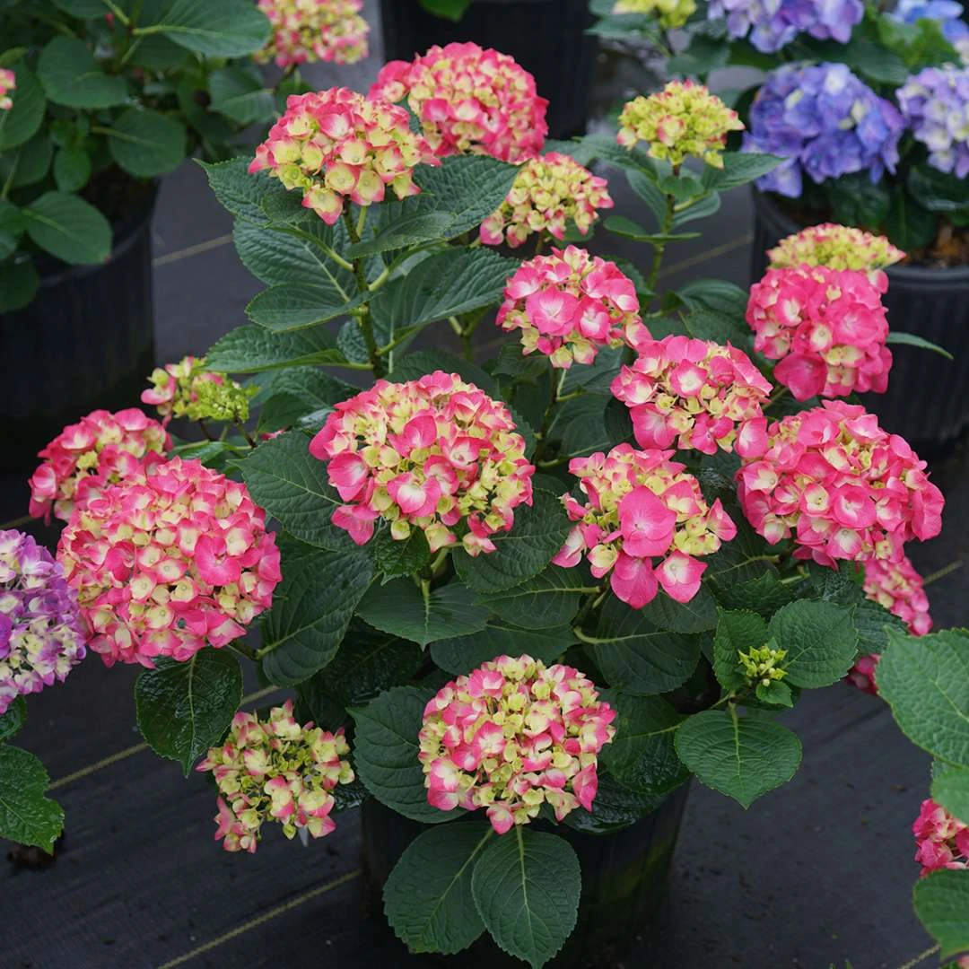 Wee Bit Giddy® Bigleaf Hydrangea - 4" Pot - Proven Winners 7 Wee Bit Giddy® Bigleaf Hydrangea - 4" Pot - Proven Winners - Image 5