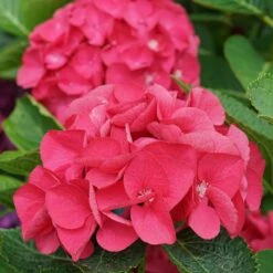 Wee Bit Giddy® Bigleaf Hydrangea - 4" Pot - Proven Winners 13 Wee Bit Giddy® Bigleaf Hydrangea - 4" Pot - Proven Winners -Cheap Plants Store wee bit giddy hydrangea macrophylla 8 1080 1080 60 92492.1615344718