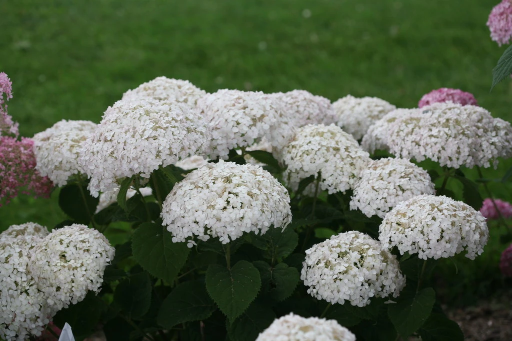 Invincibelle Wee White® Hydrangea - 4" Pot - Proven Winners 6 Invincibelle Wee White® Hydrangea - 4" Pot - Proven Winners - Image 4