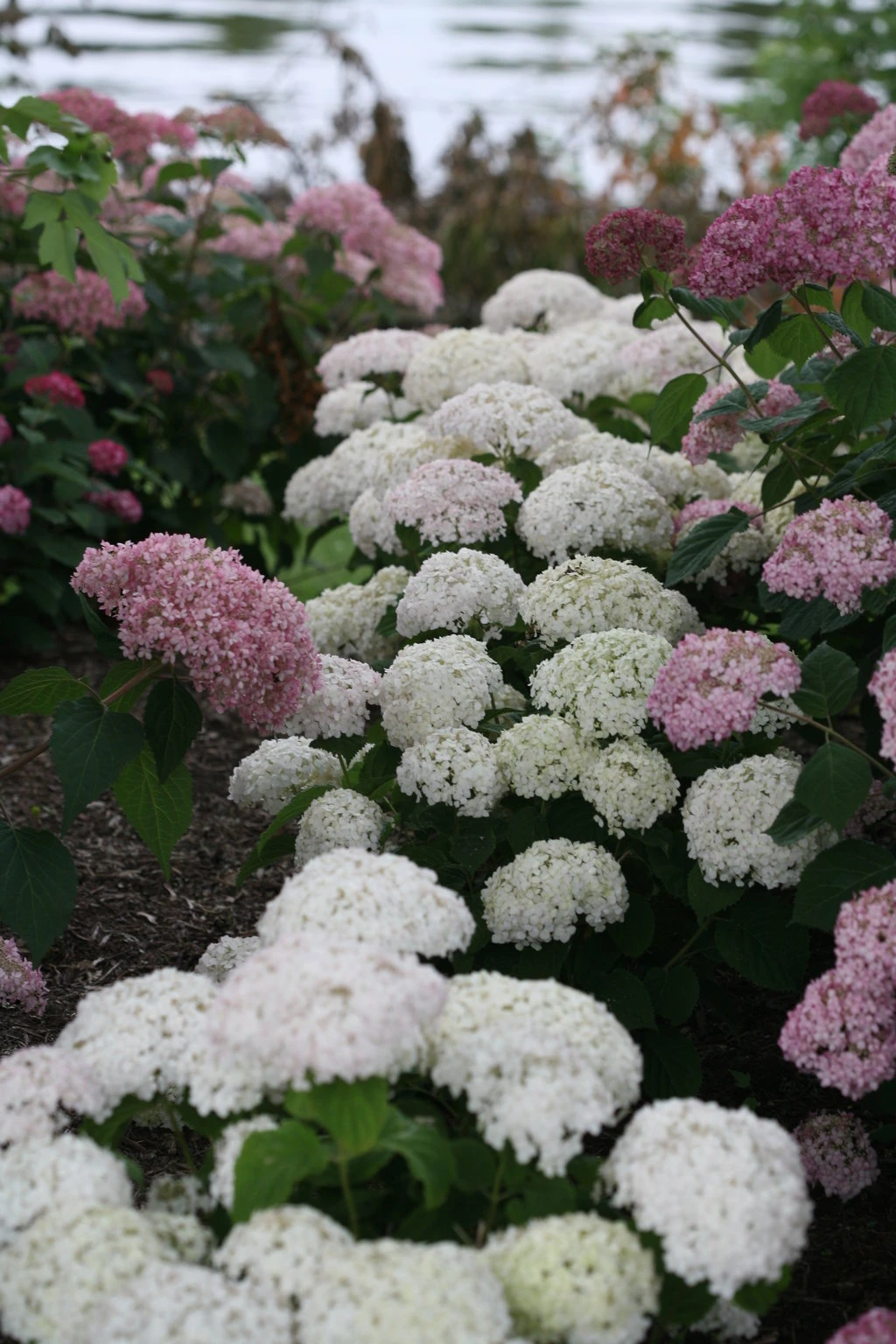 Invincibelle Wee White® Hydrangea - 4" Pot - Proven Winners 5 Invincibelle Wee White® Hydrangea - 4" Pot - Proven Winners - Image 3
