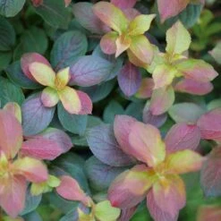 MIDNIGHT SUN⢠Weigela - Proven Winners - 4" Pot