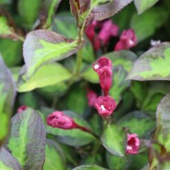 VINHO VERDE™ Weigela - Proven Winners - 4" Pot 7 VINHO VERDE™ Weigela - Proven Winners - 4" Pot -Cheap Plants Store weigela vinho verde 2 1080 1080 60 27960.1649548178
