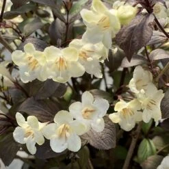 WINE & SPIRITS⢠Weigela - Hardy - Proven Winners - 4" Pot