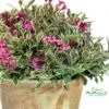 My Monet® Weigela - A Poetic Beauty/Foliage & Flowers - Proven Winners - 4" Pot 1 My Monet® Weigela - A Poetic Beauty/Foliage & Flowers - Proven Winners - 4" Pot -Cheap Plants Store weigelamymonet5 55807.1615344462