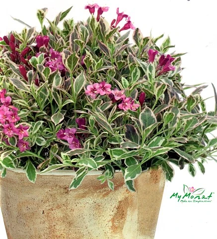 My Monet® Weigela - A Poetic Beauty/Foliage & Flowers - Proven Winners - 4" Pot 3 My Monet® Weigela - A Poetic Beauty/Foliage & Flowers - Proven Winners - 4" Pot