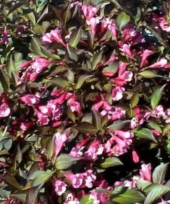 Wine & Roses® Weigela - Outdoors Or Bonsai - Hardy - Proven Winners - 4" Pot 9 Wine & Roses® Weigela - Outdoors Or Bonsai - Hardy - Proven Winners - 4" Pot -Cheap Plants Store weigeliawine2 72736.1615344495