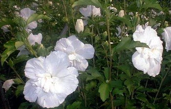 White Chiffon™ Hibiscus Syriacus 'Notwoodtwo' - Rose Of Sharon - Proven Winner 4 White Chiffon™ Hibiscus Syriacus 'Notwoodtwo' - Rose Of Sharon - Proven Winner - Image 2