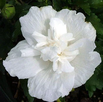 White Chiffon™ Hibiscus Syriacus 'Notwoodtwo' - Rose Of Sharon - Proven Winner 5 White Chiffon™ Hibiscus Syriacus 'Notwoodtwo' - Rose Of Sharon - Proven Winner - Image 3