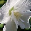 White Chiffon™ Hibiscus Syriacus 'Notwoodtwo' - Rose Of Sharon - Proven Winner 1 White Chiffon™ Hibiscus Syriacus 'Notwoodtwo' - Rose Of Sharon - Proven Winner -Cheap Plants Store white20chiffone284a220hibiscus 23968.1615344487