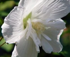 White Chiffon⢠Hibiscus Syriacus 'Notwoodtwo' - Rose Of Sharon - Proven Winner