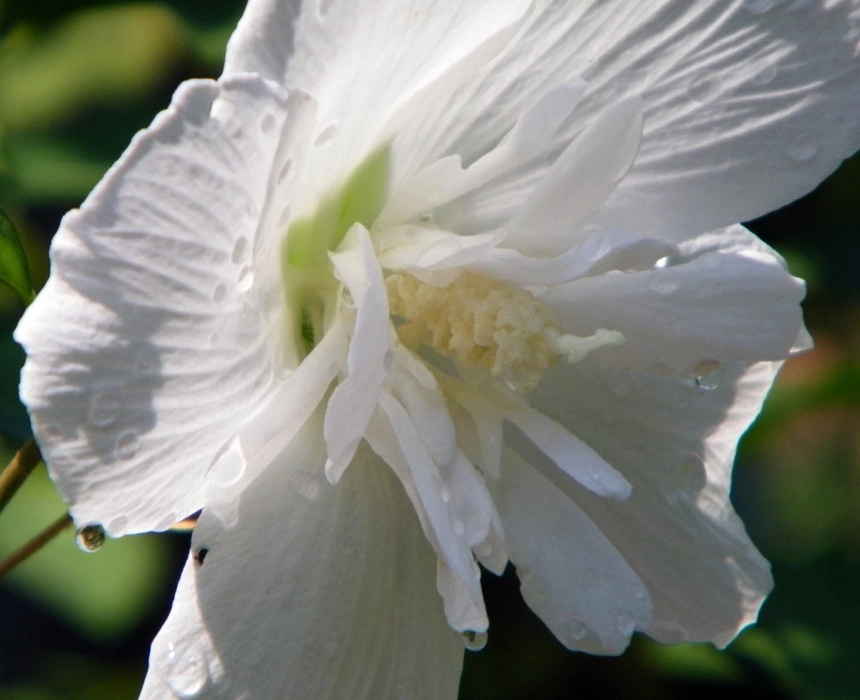 White Chiffon™ Hibiscus Syriacus 'Notwoodtwo' - Rose Of Sharon - Proven Winner 3 White Chiffon™ Hibiscus Syriacus 'Notwoodtwo' - Rose Of Sharon - Proven Winner