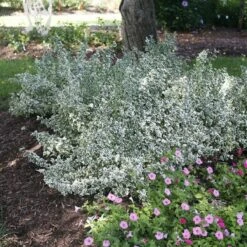 White Albumโข Euonymus - Proven Winners - Great Evergreen Groundcover - 4" Pot