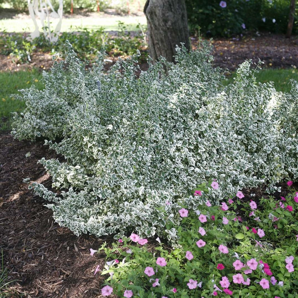 White Album™ Euonymus - Proven Winners - Great Evergreen Groundcover - 4" Pot 3 White Album™ Euonymus - Proven Winners - Great Evergreen Groundcover - 4" Pot