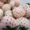 White Carolina Pineberry Plants - 25 Roots -Bareroot-Pineapple/Strawberry Flavor 1 White Carolina Pineberry Plants - 25 Roots -Bareroot-Pineapple/Strawberry Flavor -Cheap Plants Store whitecarolina421 34351.1672324998
