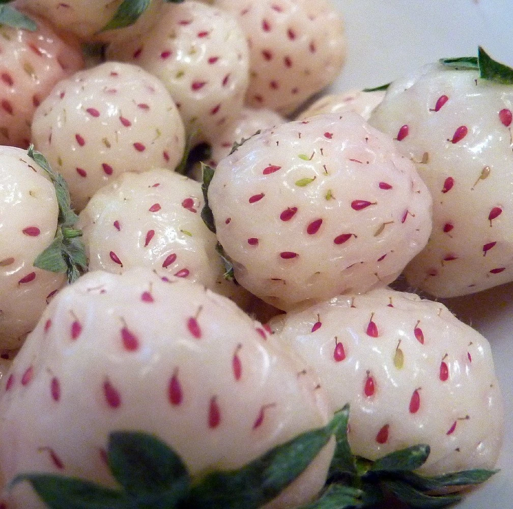 White Carolina Pineberry Plants - 50 Roots -Bareroot-Pineapple/Strawberry Flavor 3 White Carolina Pineberry Plants - 50 Roots -Bareroot-Pineapple/Strawberry Flavor