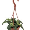 White Vein Plant - Fittonia/Nerve Plant - 4" Mini Hanging Basket 1 White Vein Plant - Fittonia/Nerve Plant - 4" Mini Hanging Basket -Cheap Plants Store whiteveinfittonia4hb 45990.1693525833