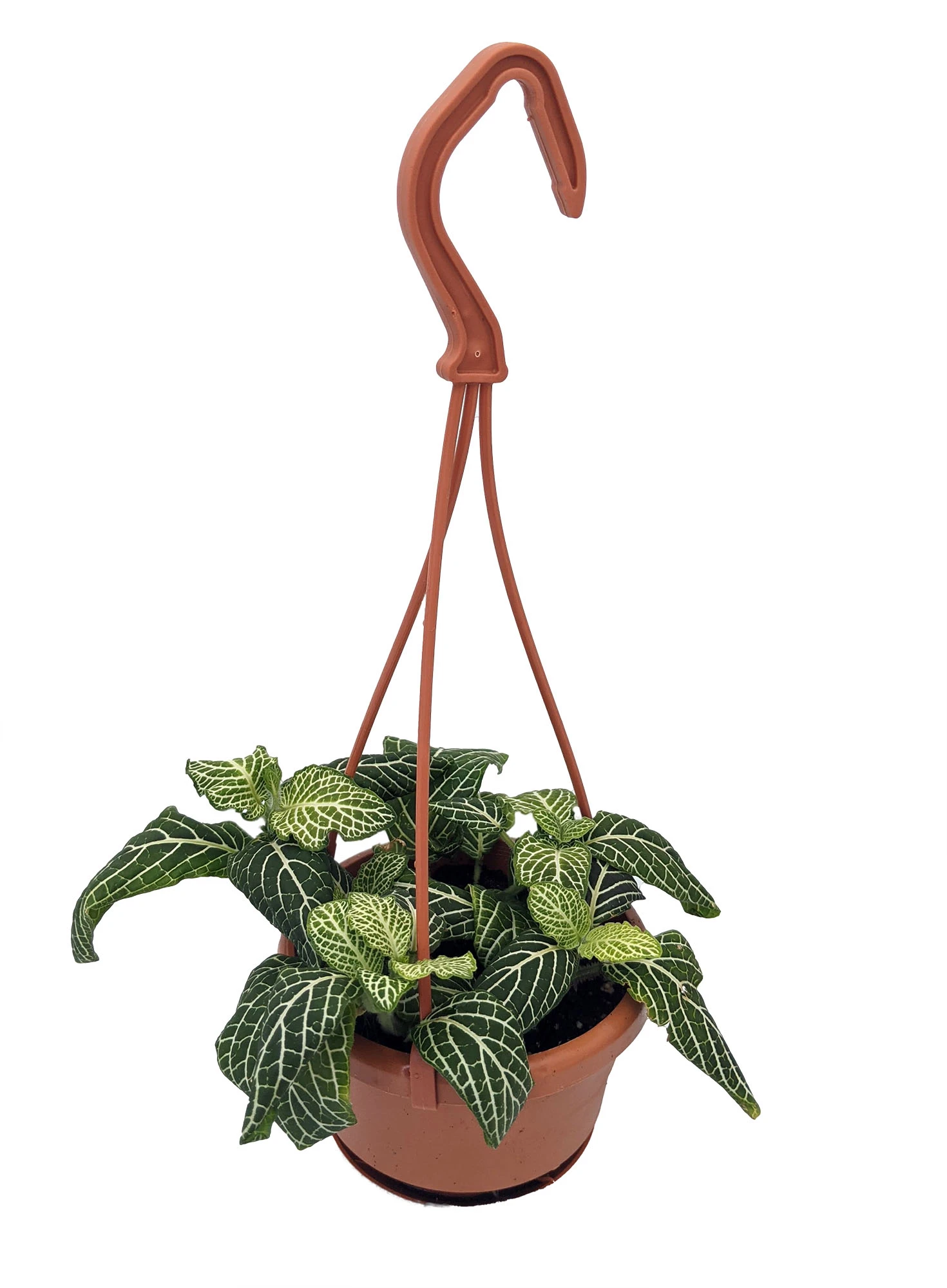 White Vein Plant - Fittonia/Nerve Plant - 4" Mini Hanging Basket 3 White Vein Plant - Fittonia/Nerve Plant - 4" Mini Hanging Basket