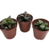 Window Pane Haworthia Collection - 3 Plants / 2" Pots - Easy To Grow Succulent 1 Window Pane Haworthia Collection - 3 Plants / 2" Pots - Easy To Grow Succulent -Cheap Plants Store windowp3pk 86129.1596821142