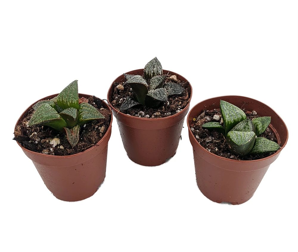 Window Pane Haworthia Collection - 3 Plants / 2" Pots - Easy To Grow Succulent 3 Window Pane Haworthia Collection - 3 Plants / 2" Pots - Easy To Grow Succulent