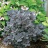 Winecraft Black Smokebush - 4" Pot - Cotinus - Proven Winners 1 Winecraft Black Smokebush - 4" Pot - Cotinus - Proven Winners -Cheap Plants Store winecraft20black20cotinus 85608.1615344660