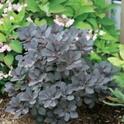 Winecraft Black Smokebush - 4" Pot - Cotinus - Proven Winners