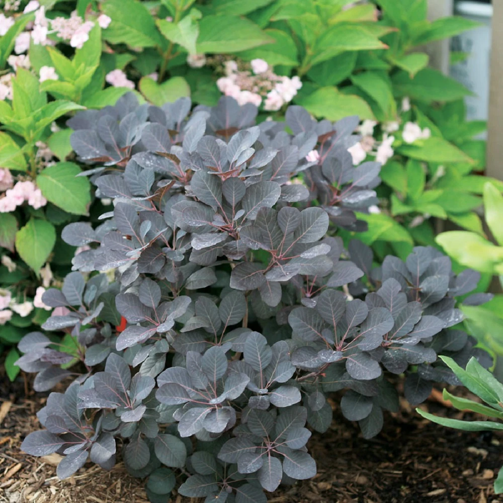 Winecraft Black Smokebush - 4" Pot - Cotinus - Proven Winners 3 Winecraft Black Smokebush - 4" Pot - Cotinus - Proven Winners
