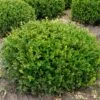 Winter Gem - Buxus - Grows In Sun Or Shade - 4" Pot 1 Winter Gem - Buxus - Grows In Sun Or Shade - 4" Pot -Cheap Plants Store wintergembuxus1 91489.1615344672