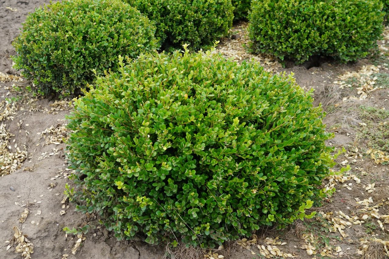 Winter Gem - Buxus - Grows In Sun Or Shade - 4" Pot 3 Winter Gem - Buxus - Grows In Sun Or Shade - 4" Pot