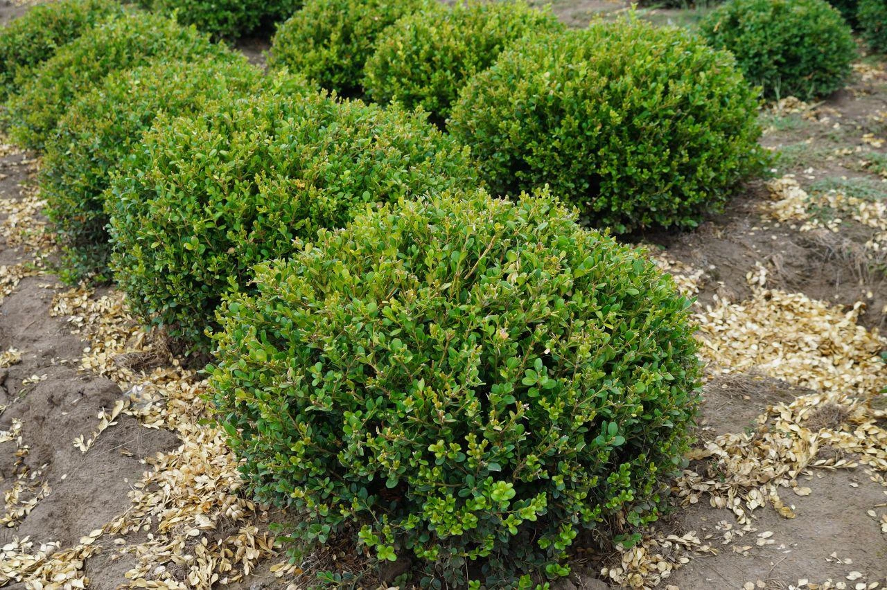 Winter Gem - Buxus - Grows In Sun Or Shade - 4" Pot 5 Winter Gem - Buxus - Grows In Sun Or Shade - 4" Pot - Image 3
