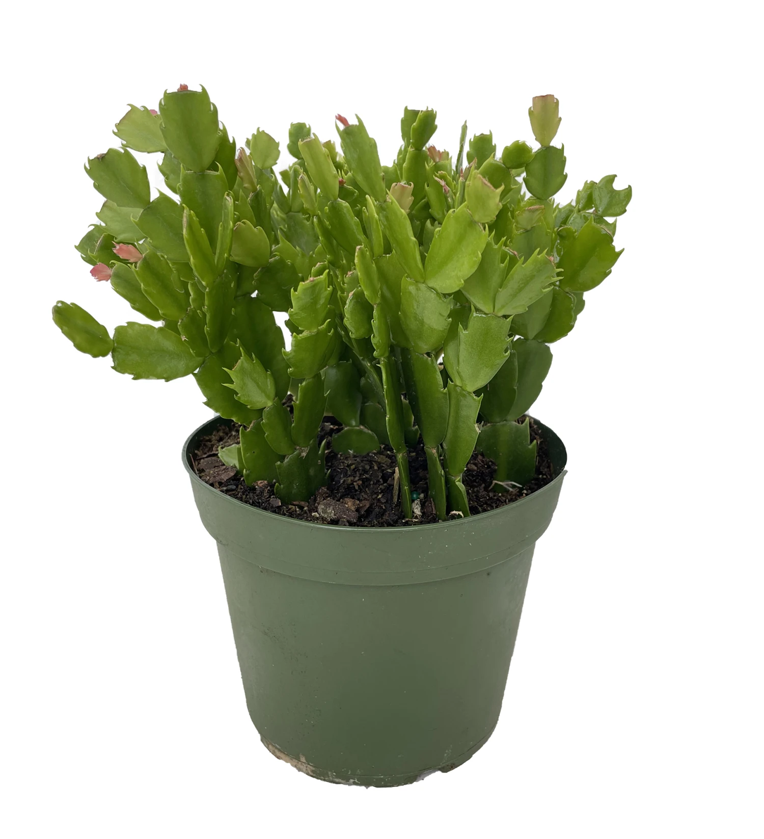 Orange Christmas Cactus Plant - Zygocactus - 6" Pot 4 Orange Christmas Cactus Plant - Zygocactus - 6" Pot - Image 2