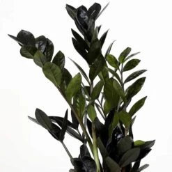 Black Queen ZZ Plant - Zamioculcas - 4" Pot - Collector's 11 Black Queen ZZ Plant - Zamioculcas - 4" Pot - Collector's -Cheap Plants Store zamioculcas zamiifolia supernova black h85cm plants almost paradise berlin 172919 1024x1024402x 70021.1686716410