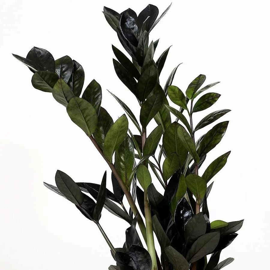 Black Queen ZZ Plant - Zamioculcas - 4" Pot - Collector's 5 Black Queen ZZ Plant - Zamioculcas - 4" Pot - Collector's - Image 3