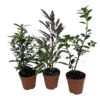 Zen Living Bonsai Assortment - 3 Plants 2" Pots 2 Zen Living Bonsai Assortment - 3 Plants 2" Pots -Cheap Plants Store zenliv3pknew 12380.1664380186