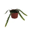 Zig Zag, Ric Rak, Fish Bone Cactus - Selenicereus - 6" Pot - Fragrant 2 Zig Zag, Ric Rak, Fish Bone Cactus - Selenicereus - 6" Pot - Fragrant -Cheap Plants Store zigzag6in 18729.1601315446