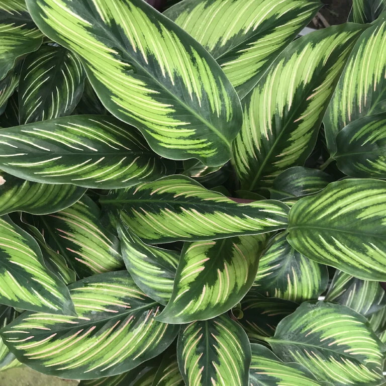 Cheap Plants Store 18 Cheap Plants Store -Cheap Plants Store calatheabeautystarhr2 68142.1610164762 768x768 1