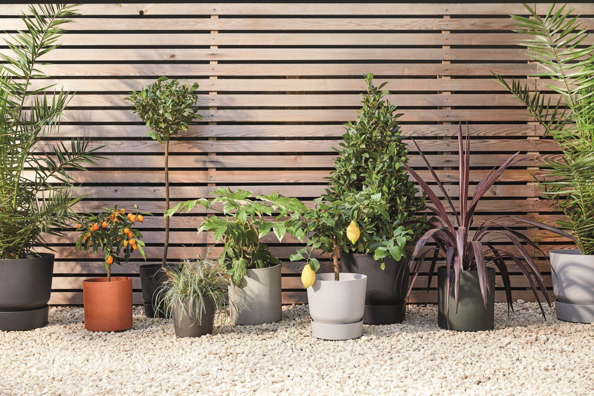 Cheap Plants Store -Cheap Plants Store outdoor plants in pots