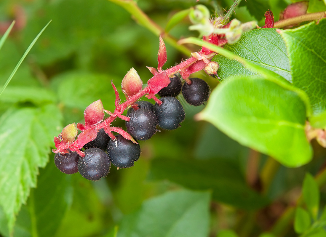 Cheap Plants Store -Cheap Plants Store salal berry 54340